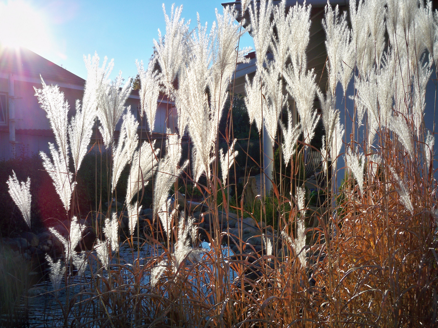 Oktobersonne im Schilf