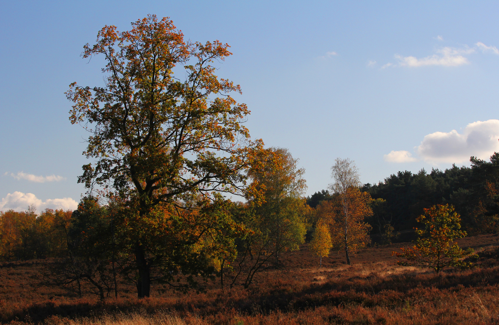 Oktobersonne in der Heide...