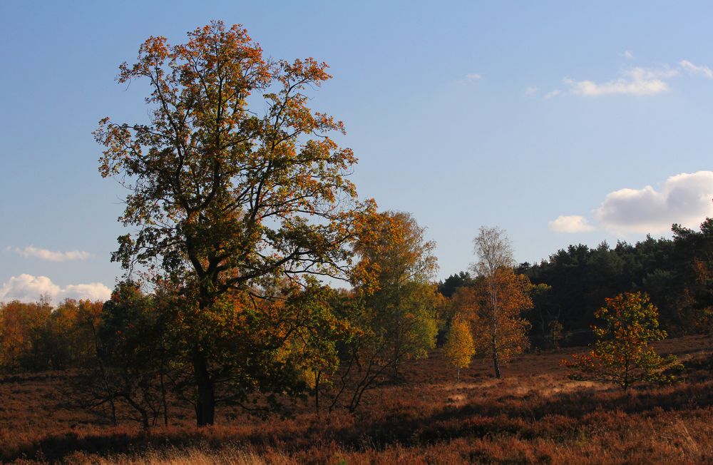 Oktobersonne in der Heide...