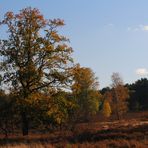 Oktobersonne in der Heide...