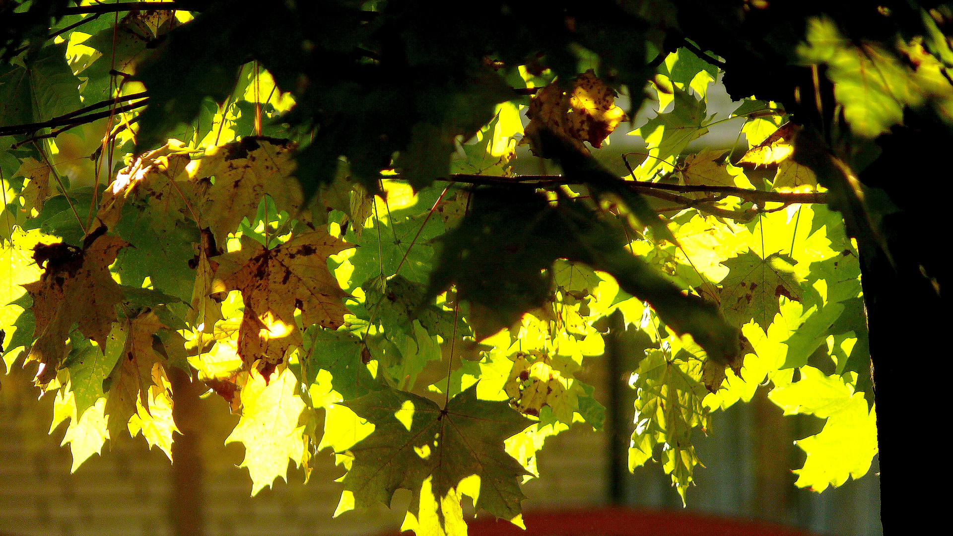 Oktobersonne mit welkenden Blättern