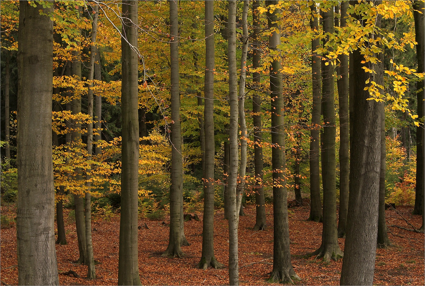 Oktobertage 2018