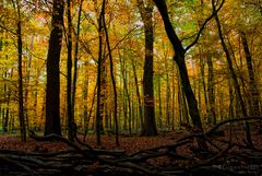 Oktoberwald