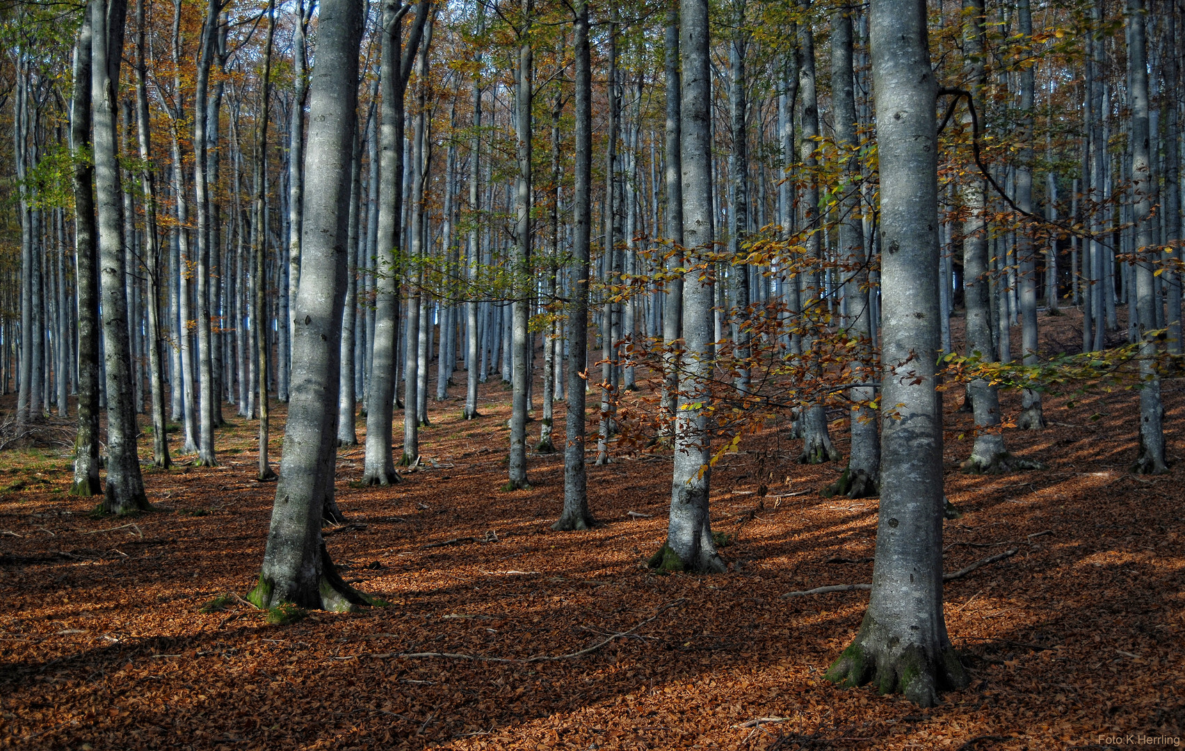 Oktoberwald