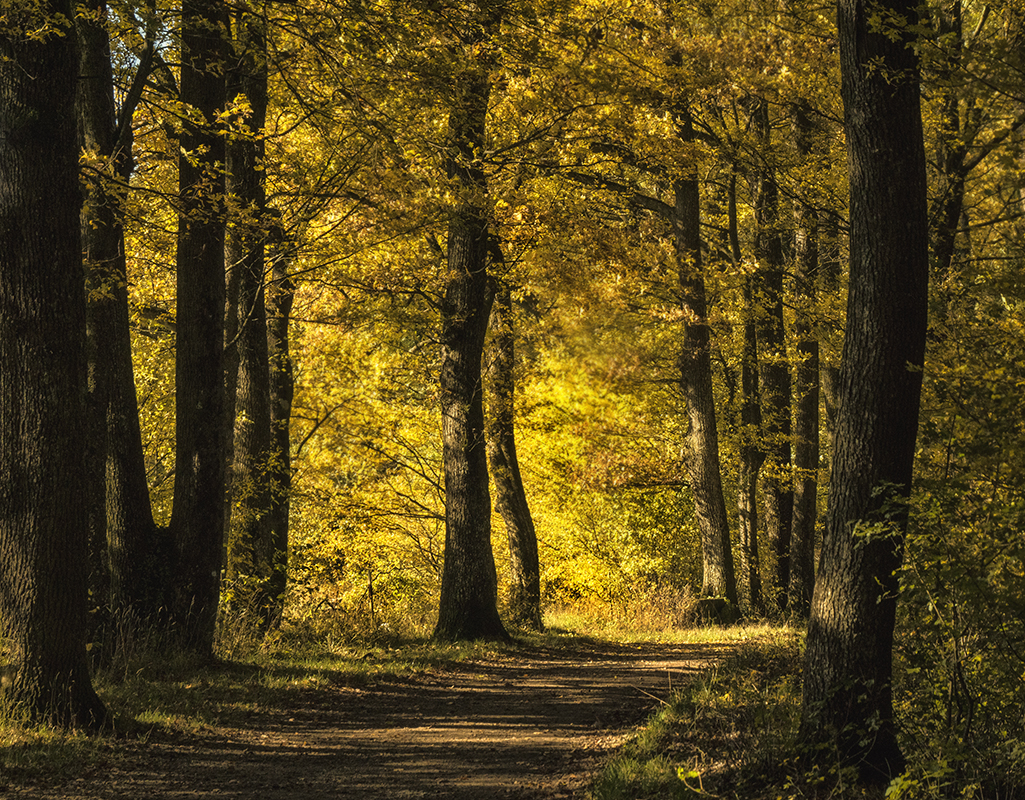 Oktoberwald