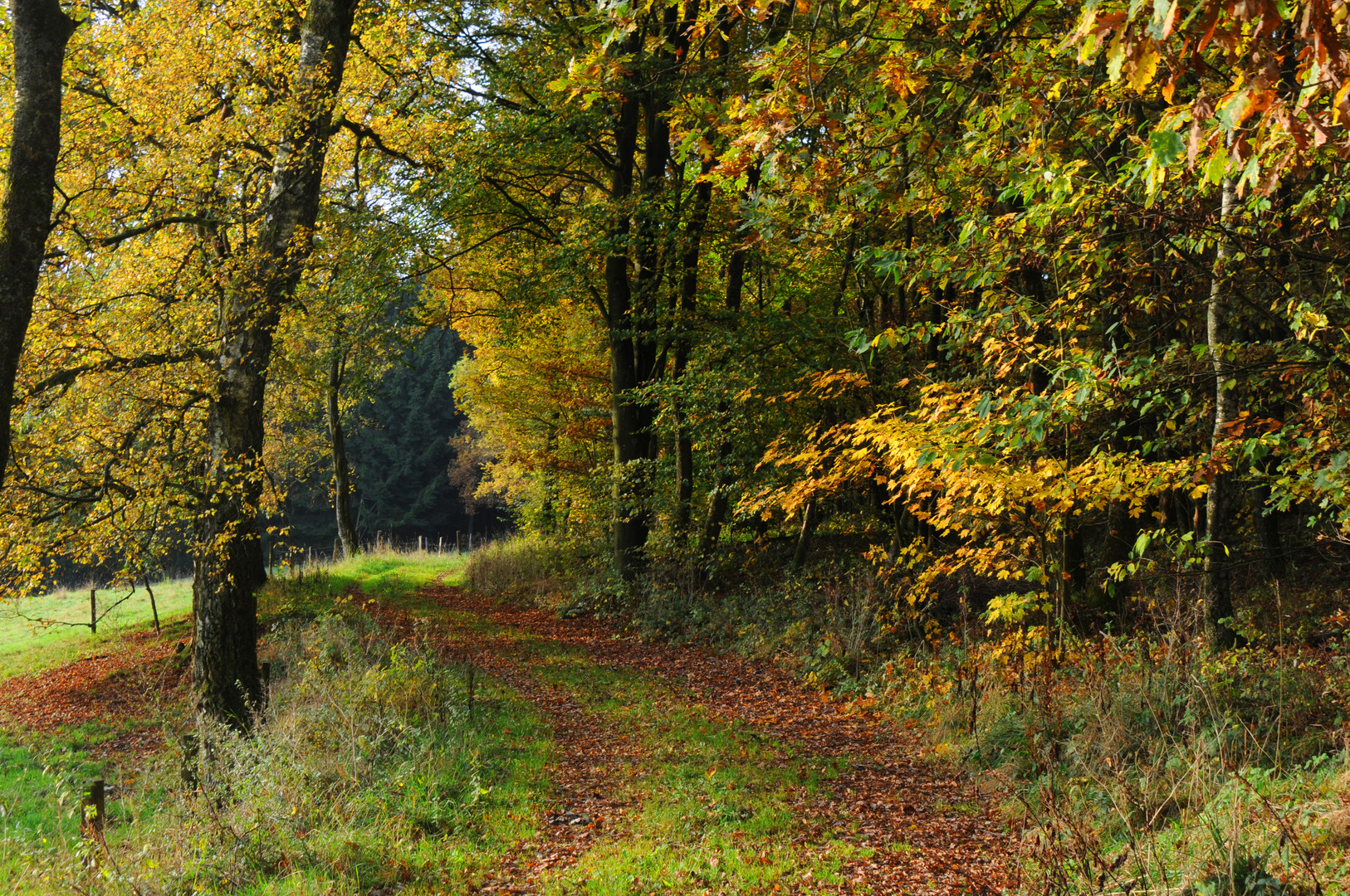 Oktoberwald