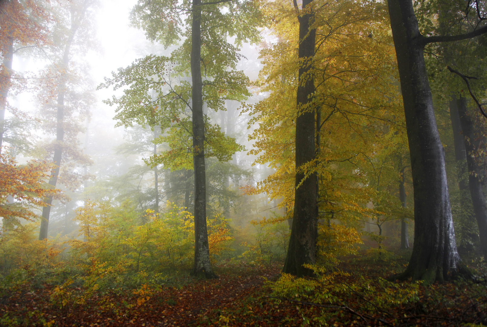 Oktoberwald