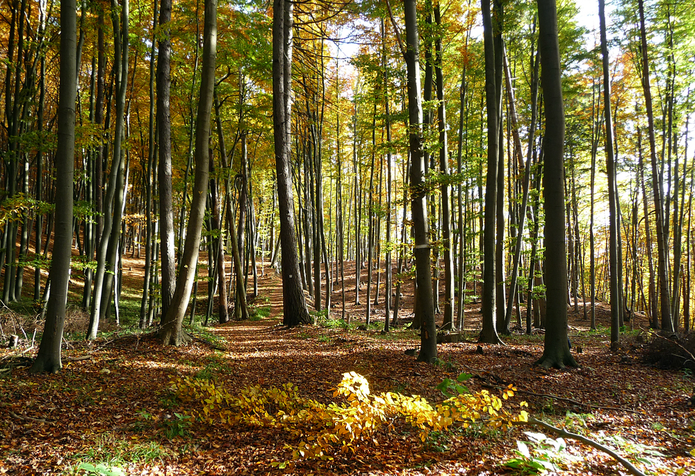 Oktoberwald