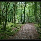 Oktoberwald in Irland