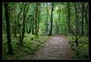 Oktoberwald in Irland von Nicoletta Hermann 