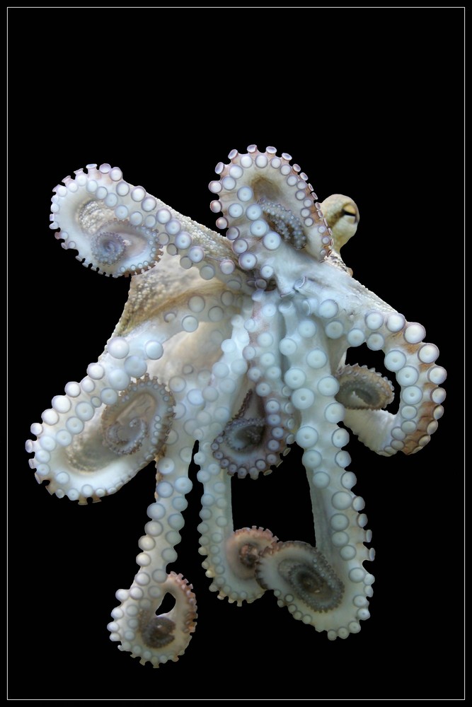 Oktopus ---(0)(0)(0)---