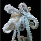 Oktopus ---(0)(0)(0)---