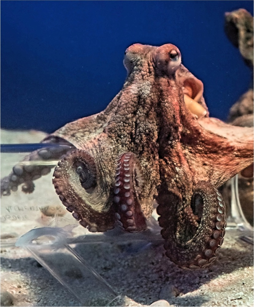 Oktopus Foto & Bild tiere, zoo,
