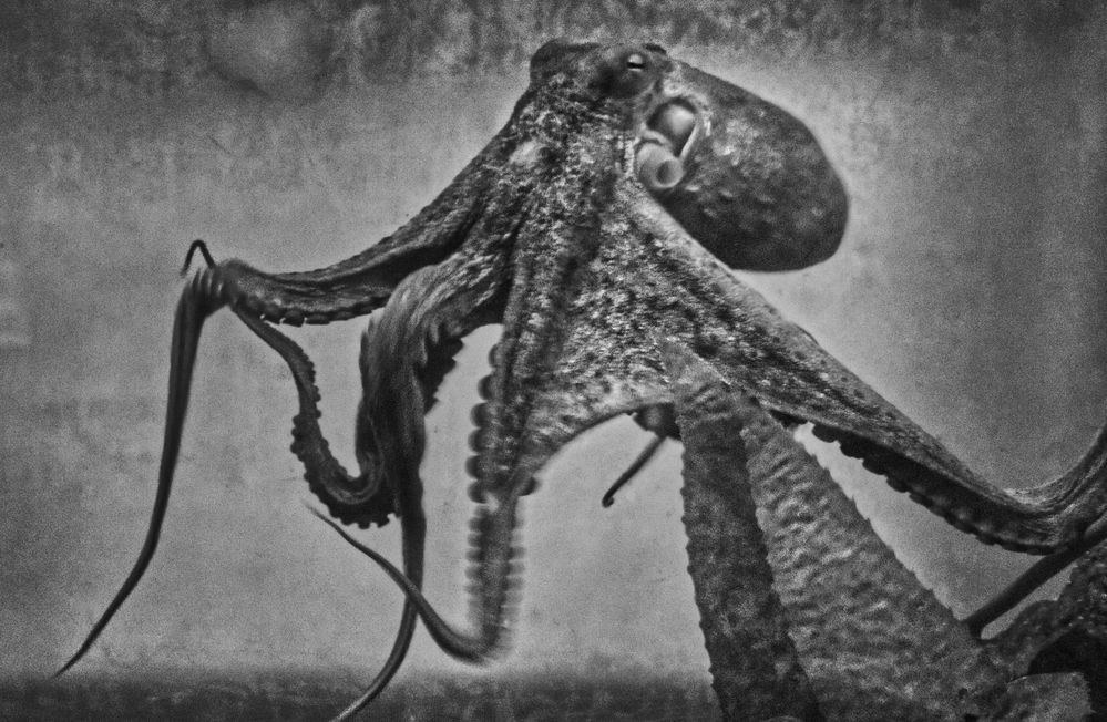 Oktopus Foto &amp; Bild | tiere, wildlife, fische Bilder auf fotocommunity