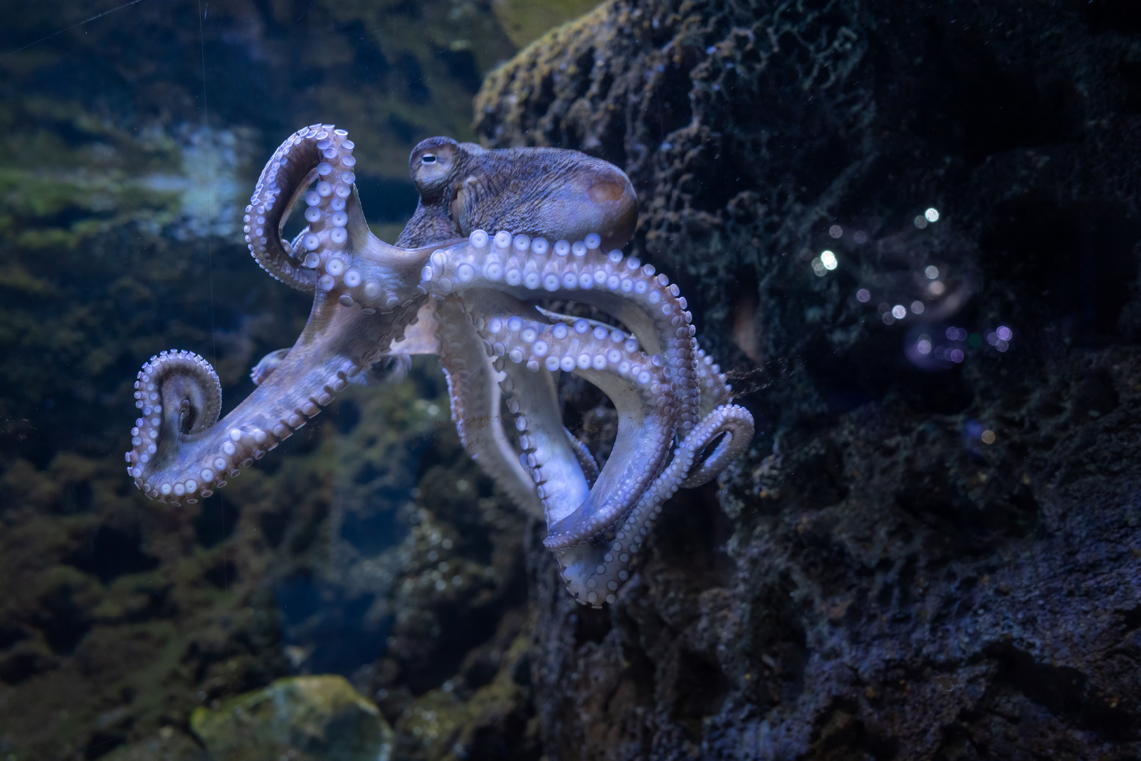 Oktopus