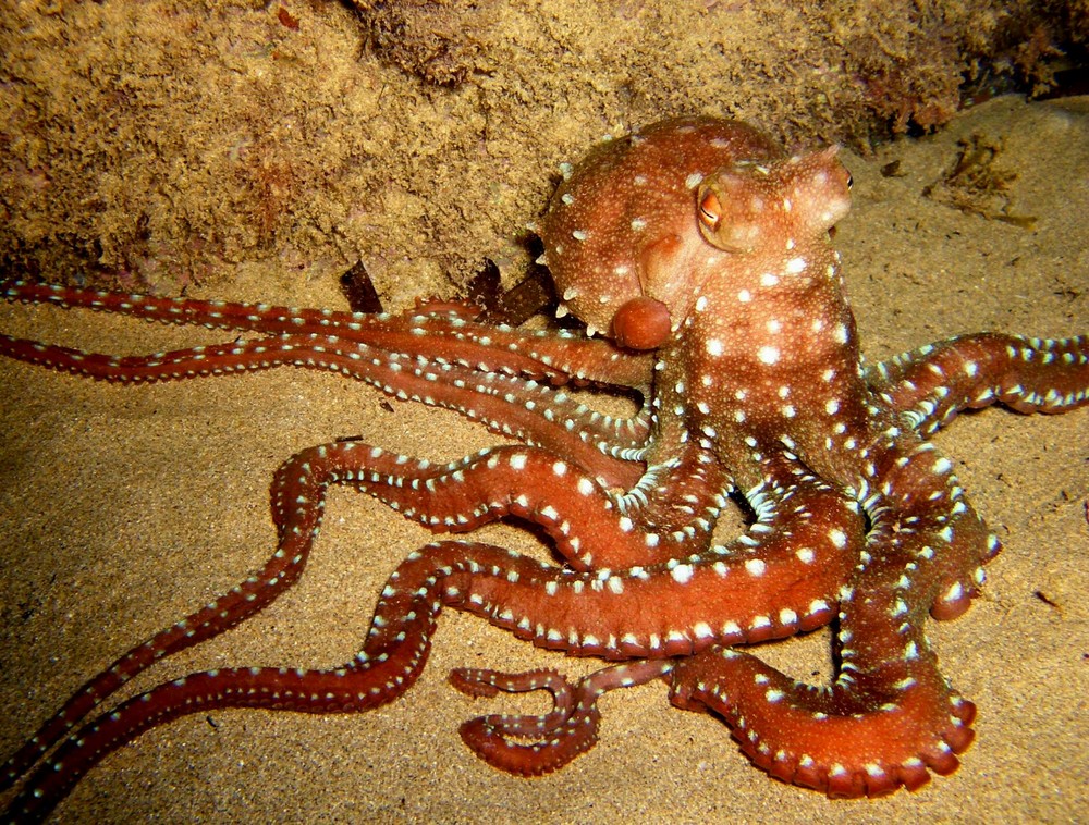 Oktopus