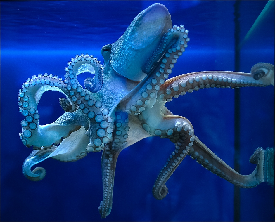 ...Oktopus...