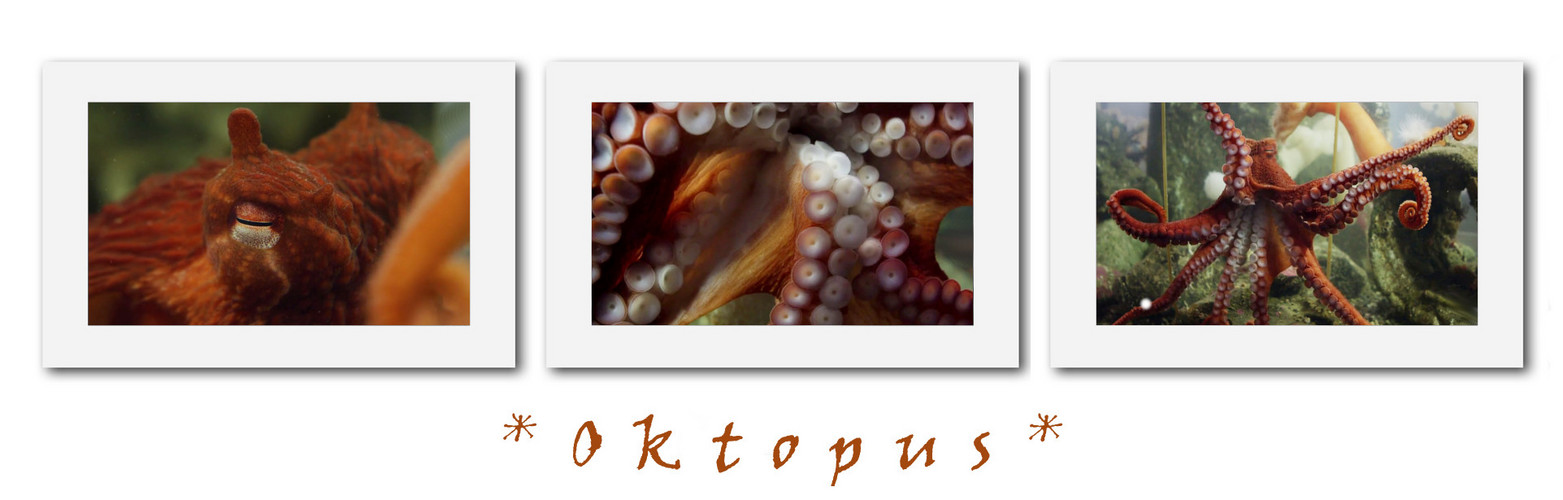 Oktopus