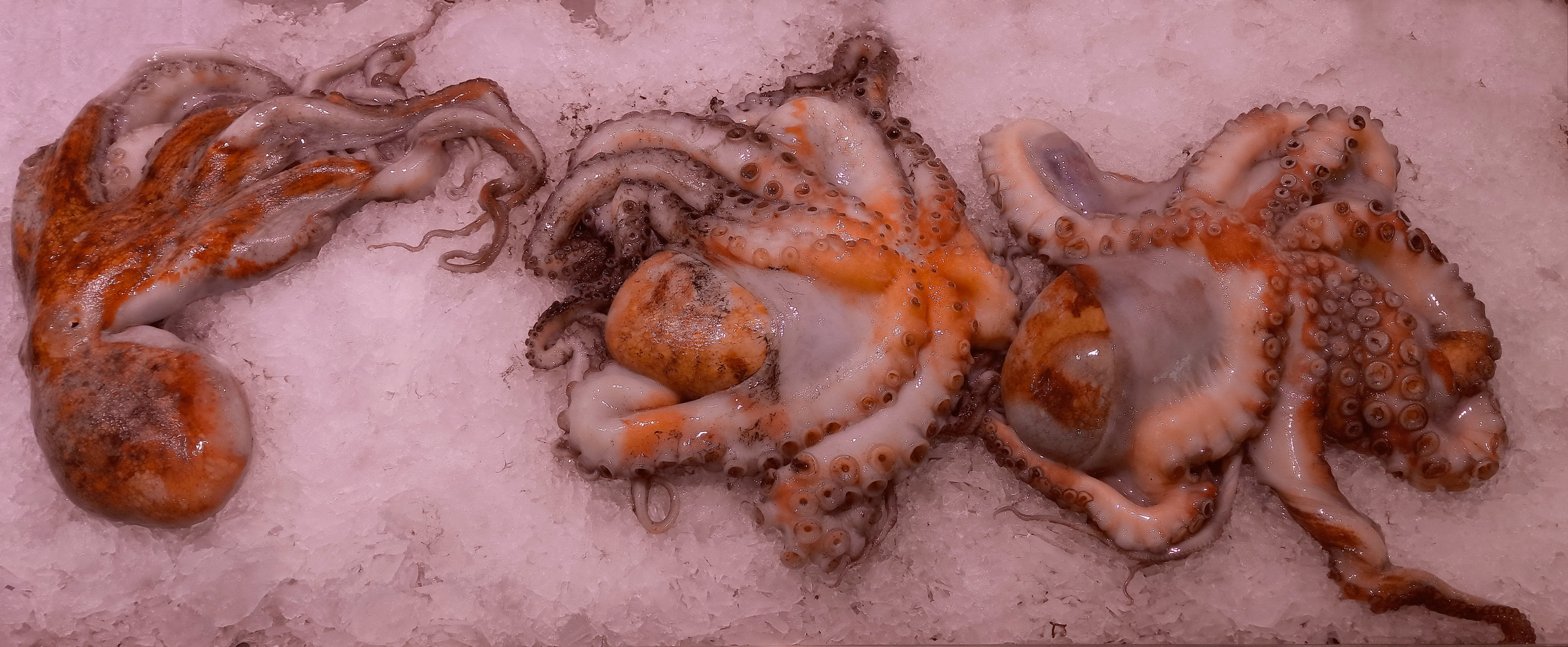 Oktopus auf Eis