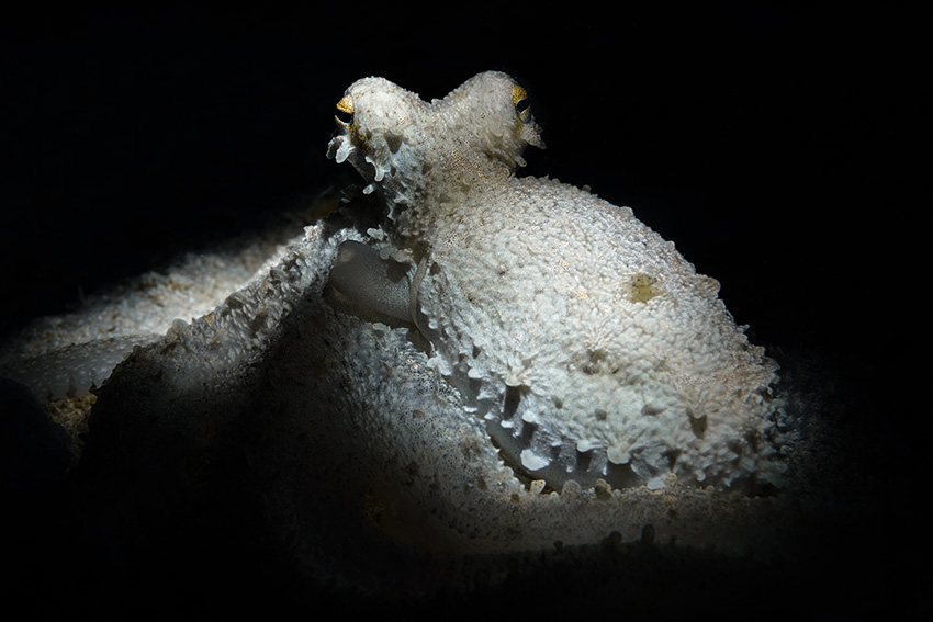 Oktopus auf weißem Sand