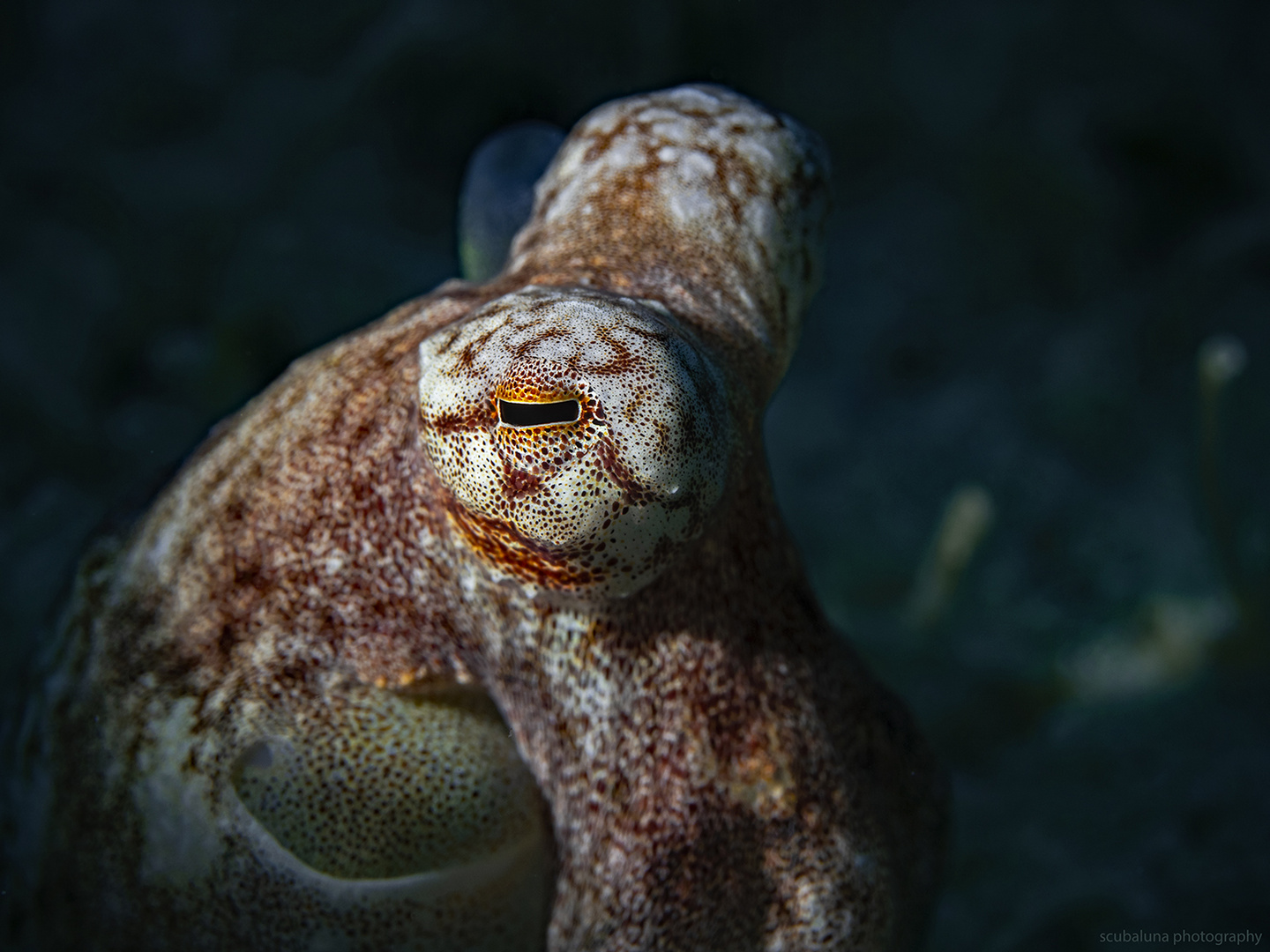 Oktopus Auge