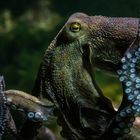 Oktopus