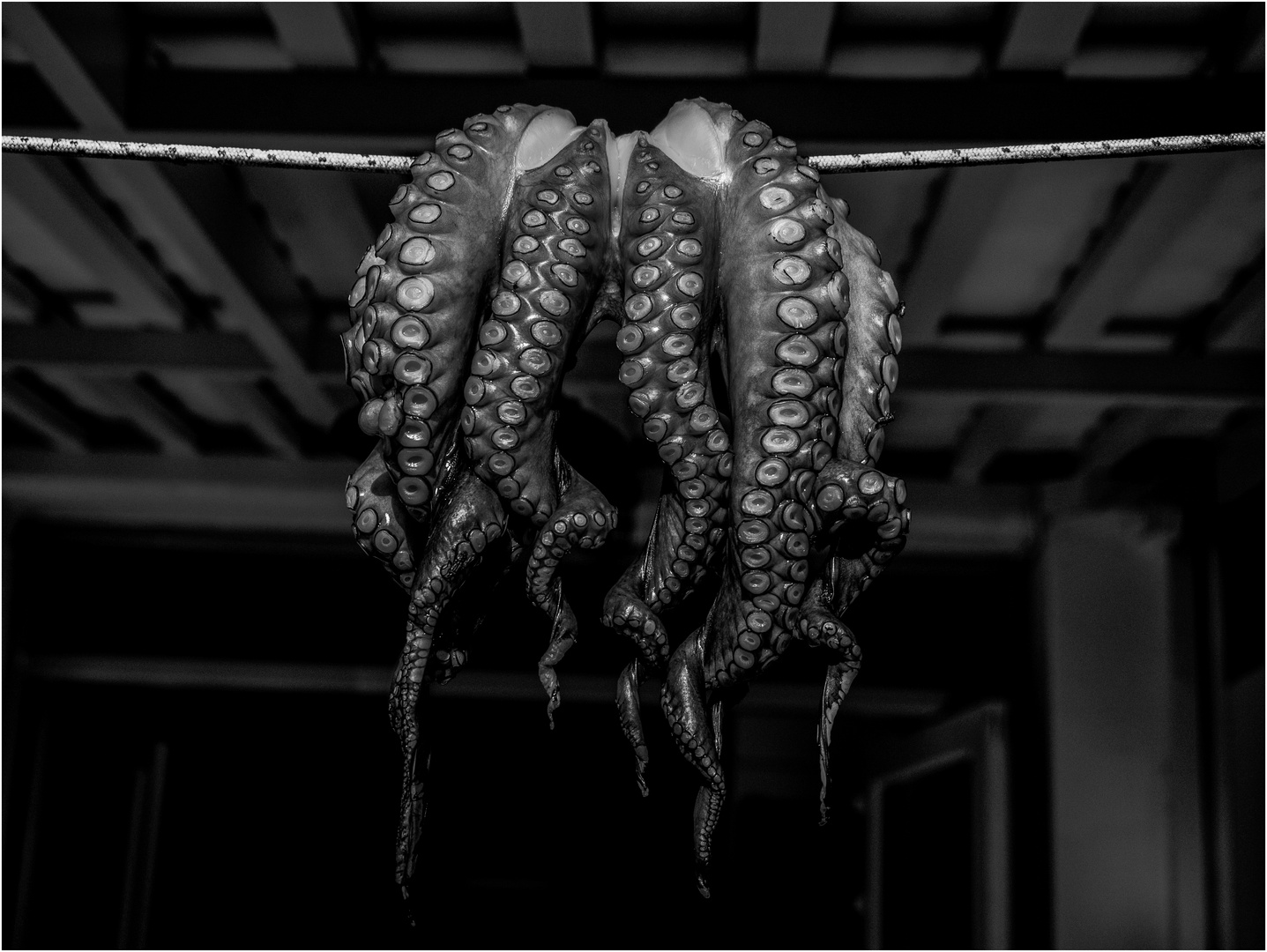 Oktopus Foto &amp; Bild | monochrom Bilder auf fotocommunity