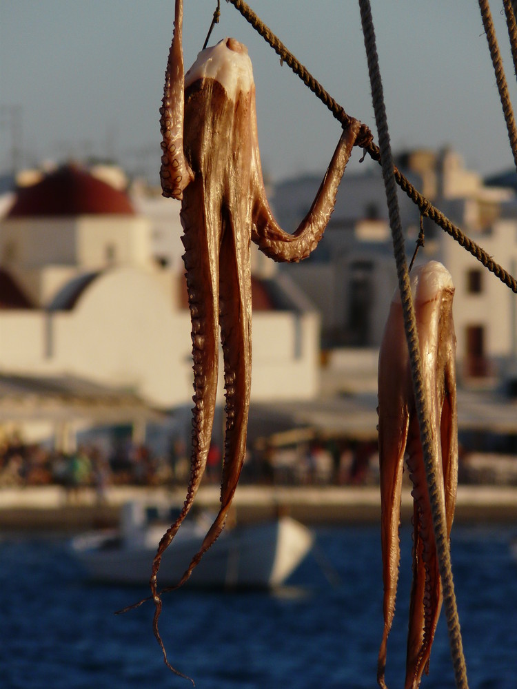 Oktopus - Hafen von Mykonos