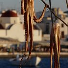 Oktopus - Hafen von Mykonos