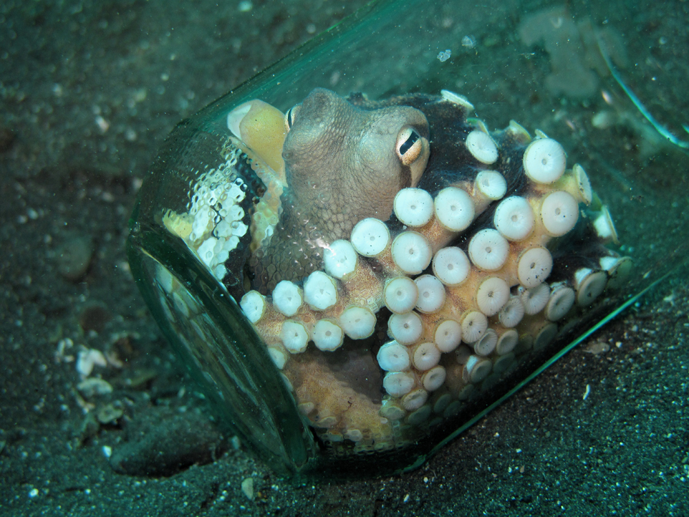 Formation Bundesweit Kaiser oktopus im glas Lappen Ein Risiko eingehen ...