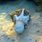 Oktopus im Roten Meer.