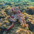 Oktopus im Roten Meer.