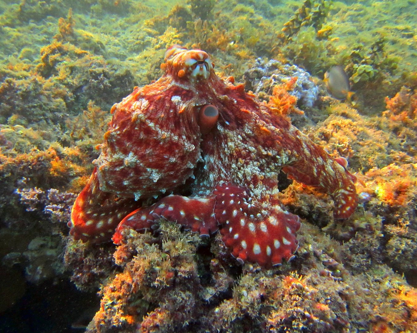 Oktopus im Roten Meer.