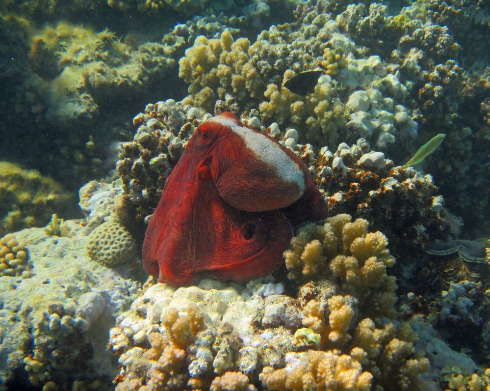  Oktopus im Roten Meer.