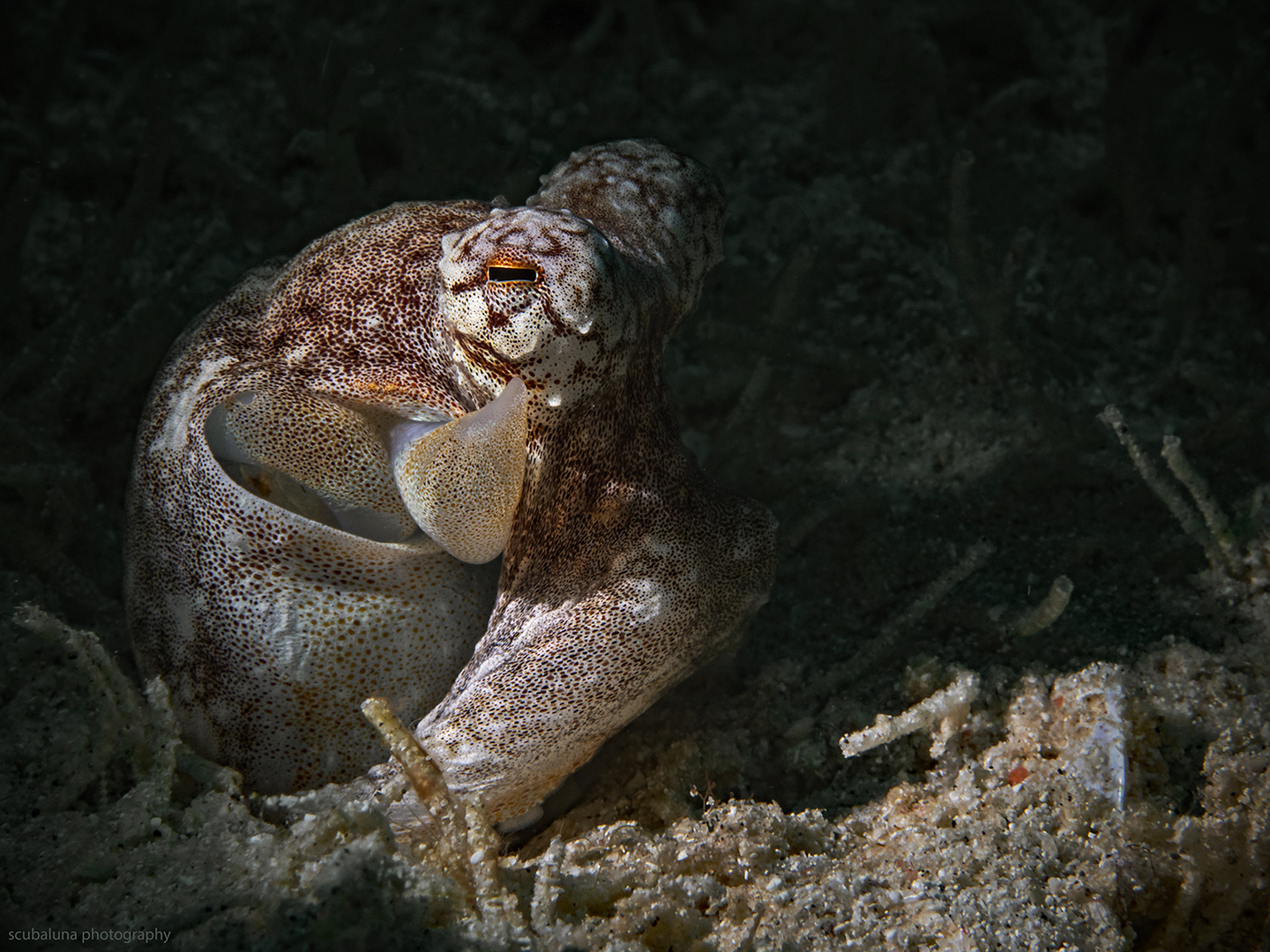 Oktopus im Spotlicht