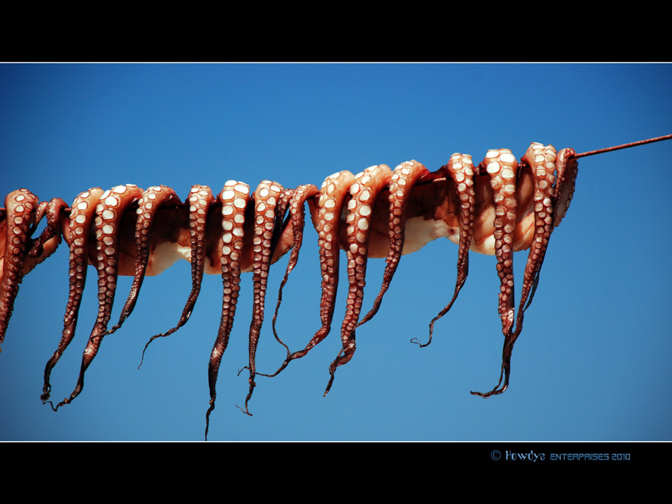 Oktopus oder das Ende eines Orakels