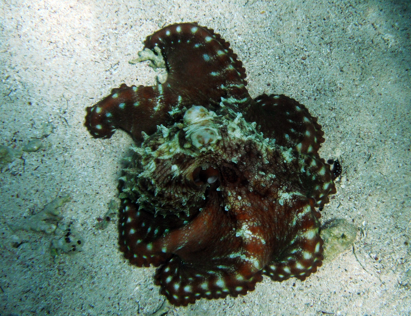 Oktopus Rotes Meer