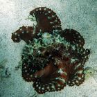 Oktopus Rotes Meer