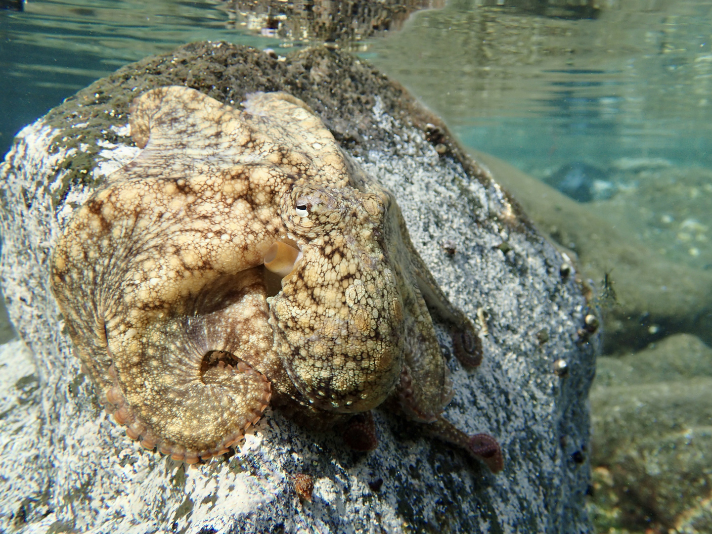 Oktopus Tintenfisch