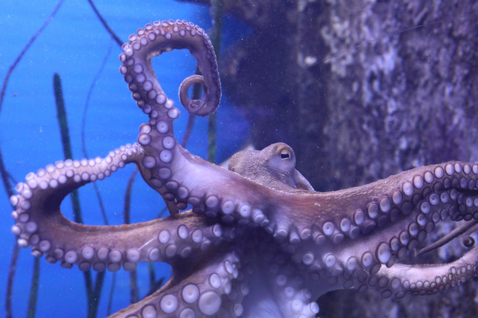 Oktopus wach