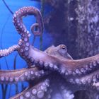 Oktopus wach