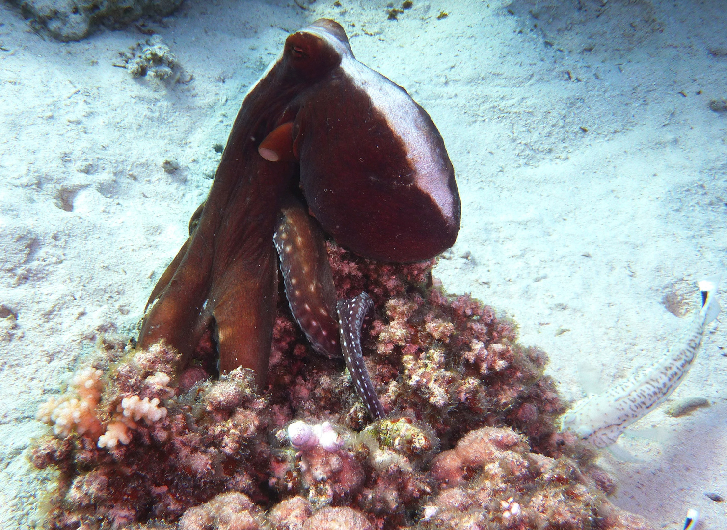 Oktopuss auf einer Koralle