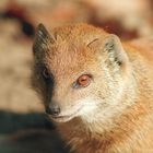 Ol' Red Eyes im Zoo Schwerin