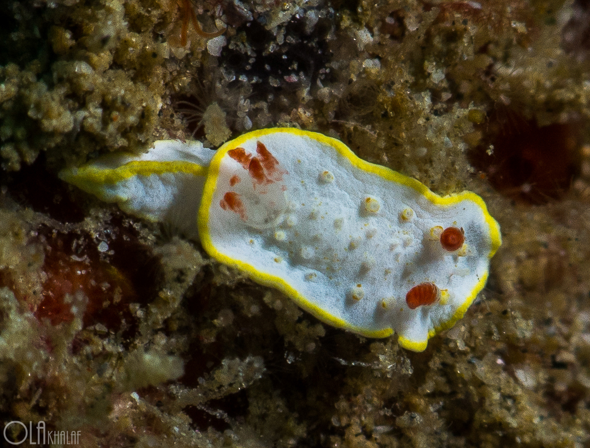  Ola Khalaf's Nudibranch (Diaphorodoris olakhalafi Khalaf, 2017) from Dibba Sea, Gulf of Oman