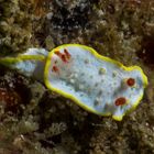  Ola Khalaf's Nudibranch (Diaphorodoris olakhalafi Khalaf, 2017) from Dibba Sea, Gulf of Oman