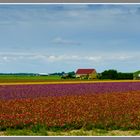 Olanda - campi di fiori