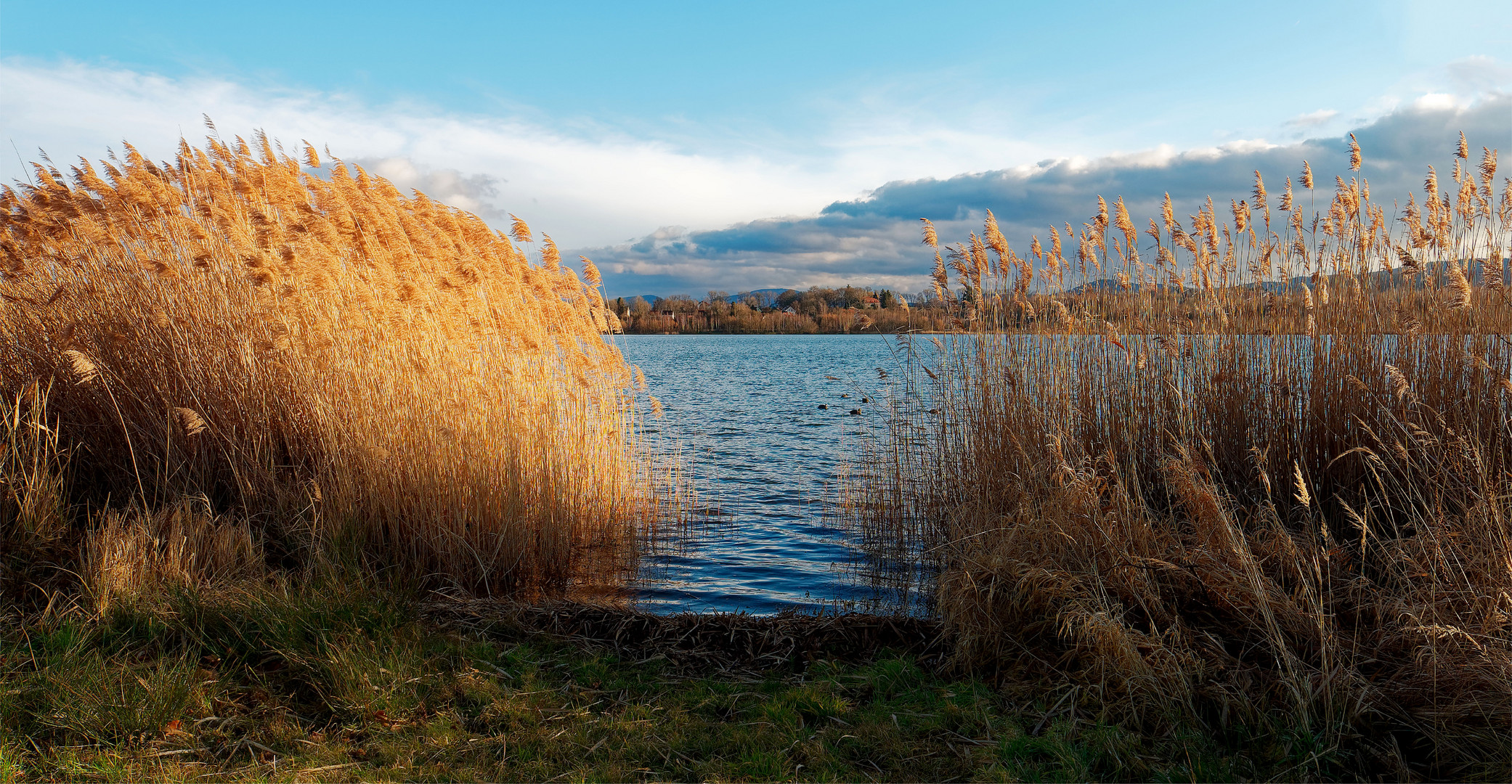 Olbersdorfer See col