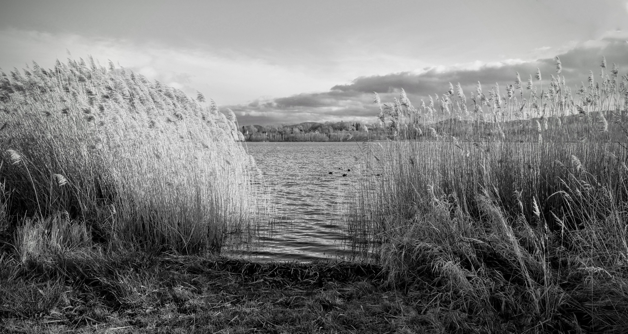 Olbersdorfer See sw