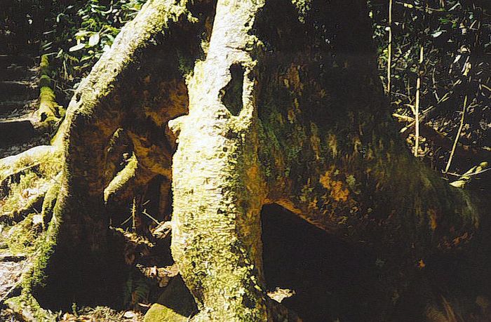 Old Ancient Tree
