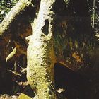 Old Ancient Tree